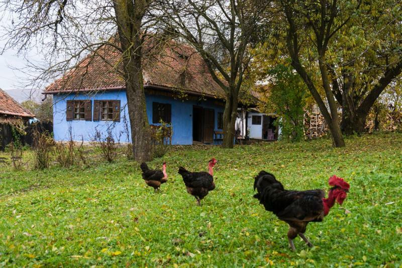 Count Kalnoky'S Transylvanian Guesthouses Miclosoara Extérieur photo